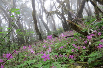 Combined Hiking Route in The Garajonay National Park and La Gomera Ravines