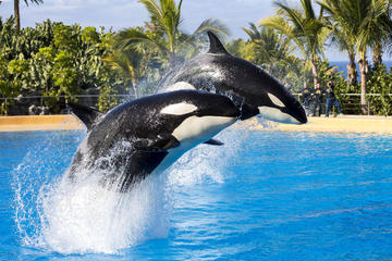 Day Trip to Loro Parque in Tenerife from Gran Canaria