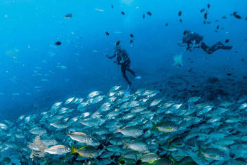 Scuba Diving for Licensed Divers in Arinaga