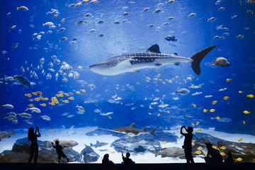 Ticket to Poema del Mar Aquarium and Visit to Las Palmas de Gran Canaria City