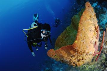 PADI Discover Scuba Diving in Paraiso