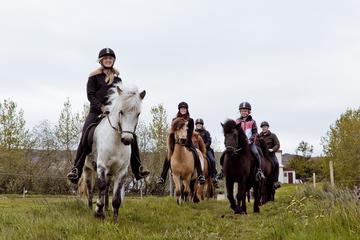 Horseriding tour in Akureyri