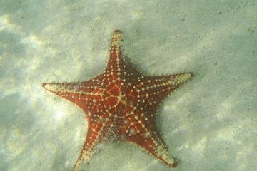 Starfish Beach- Stingray City and Snorkeling at Barrier Reef