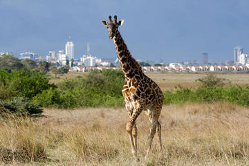 Nairobi National Park Day Trip in Kenya