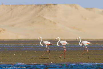 Souss Massa National Park Day Trip from Agadir