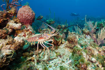 Lobster and Lion Fish Charter