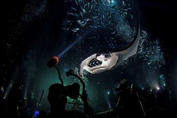 Night Scuba Dive in St Thomas