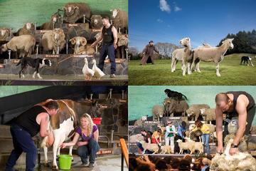 Geothermal Living Maori Village & Agrodome Farm Show Small Group Rotorua Day Combo Tour