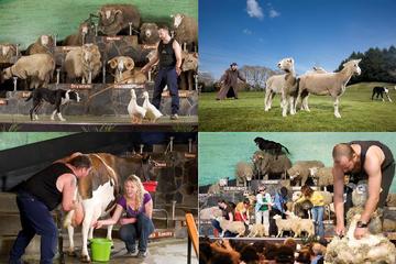 Tauranga Shore Excursion: Rotorua Geothermal Geyser Tour and Agrodome Combo Including Lunch