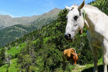 Self-Guided 5-Day Family Tour in the Pyrenees