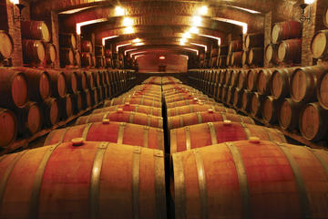 Undurraga Vineyard