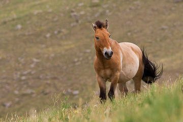KHUSTAI NATIONAL PARK ONE DAY PRIVATE TOUR (Przewalski's horse)