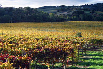 Private Napa Valley Wine Tour