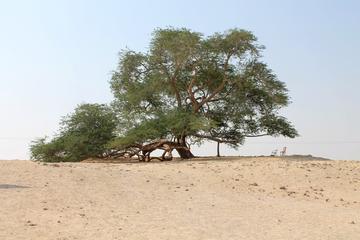 Nature Flora and Fauna Trip from Manama