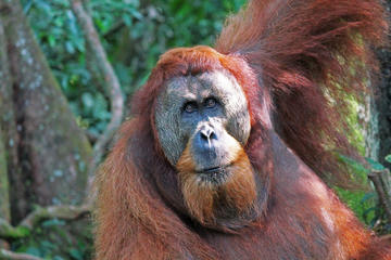 3 Days 2 Nights Bukit Lawang & Orangutans