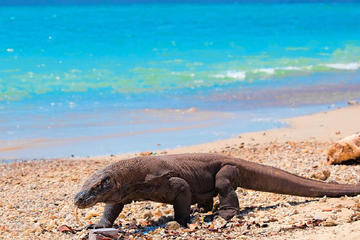 4 Days 3 Nights Komodo Cruise Adventure