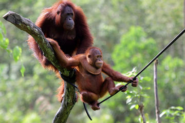Full-Day Orangutan Explorer