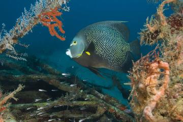 Two Small Group Dives in Grenada Marine Park With Hotel Pickup