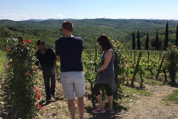 Organic Wine Tour