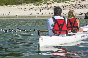 Kayak Trip to the Boulders Penguins from Simon's Town