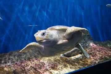 Seville Aquarium Admission Ticket