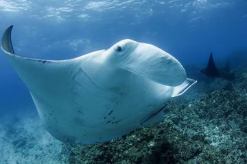 5-Hour Byron Bay Introductory Scuba Diving Tour