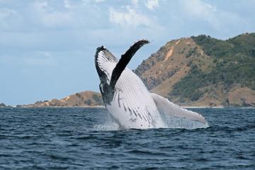 Byron Bay Whale Watching Cruise