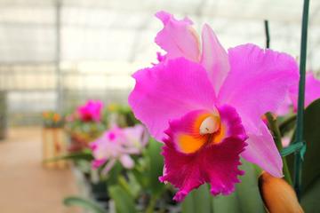 Greenhouse Lunch Tour