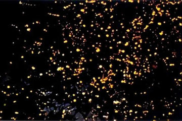 Puerto Princesa Fireflies Watching with Dinner