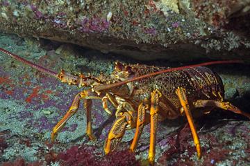 Private Full-Day Scuba Dive Charter for Crayfish and Scallops from Warkworth