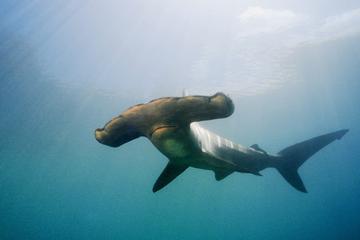 Private Full-Day Scuba Dive Charter: Hammerhead Experience from Warkworth