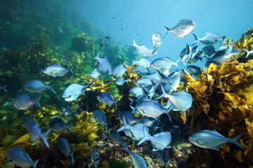 Private Full-Day Scuba Dive Charter to Hen Island