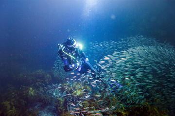 Private Full-Day Scuba Dive Charter to Little Barrier Island