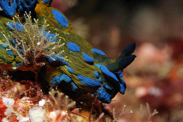 Private Full-Day Scuba Diving Charter to Goat Island Marine Reserve from Warkworth