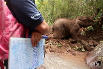 1 Week Volunteering Kindred Spirit Elephant Sanctuary Chiang Mai