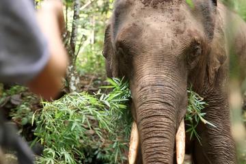2-Day Kindred Spirit Elephant Sanctuary in Chiang Mai