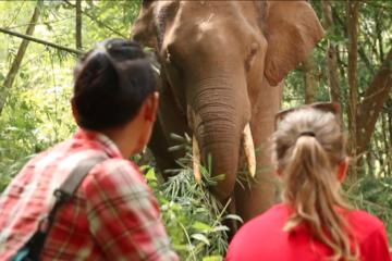 3-Day Kindred Spirit Elephant Sanctuary Chiang Mai