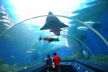 Pattaya Underwater World Tour with Hotel Transfers