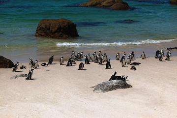 Cape Peninsula Half-Day Sightseeing Tour from Cape Town