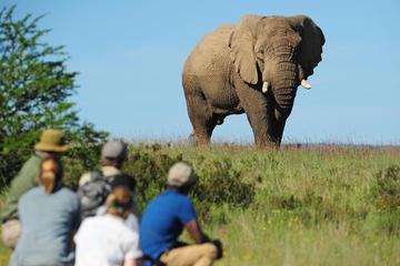 Explorer Camp: 3-Day Walking Safari at Shamwari Game Reserve from Port Elizabeth