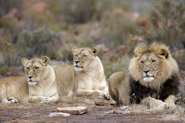 Full Day Safari in Cape Town