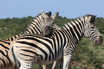 Hluhluwe – iMfolozi Park Safari from Durban