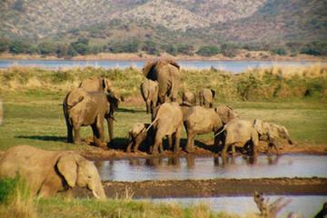 Pilanesberg National Park Safari from Johannesburg