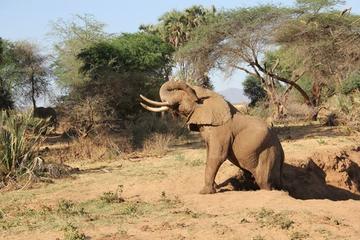 2-Day Amboseli National Park Tour from Nairobi