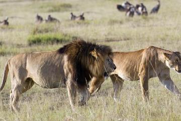3 Days Masai Mara Road Safari from Nairobi