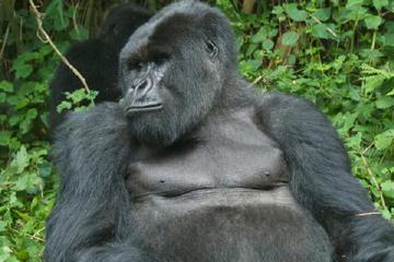 5 Day Glimpse of Gorilla And Lake Mburo Safari From Entebbe