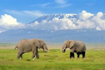 7-Night Kilimanjaro Climb Via Rongai Route