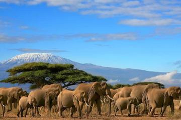 Amboseli National Park from Nairobi Full-Day Tour with Lunch