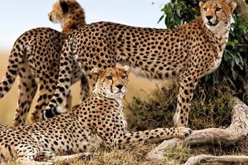 Finch Hattons and Mahali Mzuri Luxury 8-Day Safari from Nairobi