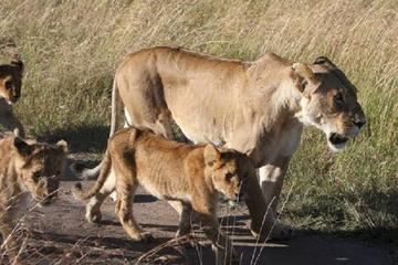 Full day Tour with visit to Nairobi National Park- Lunch at Carnivore Restaurant and Bomas of Kenya Cultural Centre